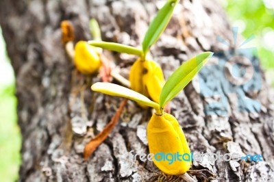 Orchid Growing On Tree Stock Photo