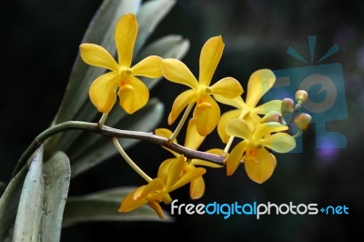 Orchid In Singapore Botannical Gardens Stock Photo