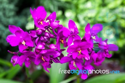 Orchid In Singapore Botannical Gardens Stock Photo