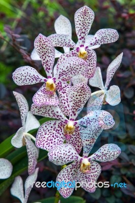 Orchid In Singapore Botannical Gardens Stock Photo