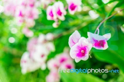 Orchid In The Gardens Stock Photo