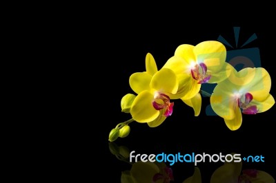 Orchid Isolated On Black Background Stock Photo