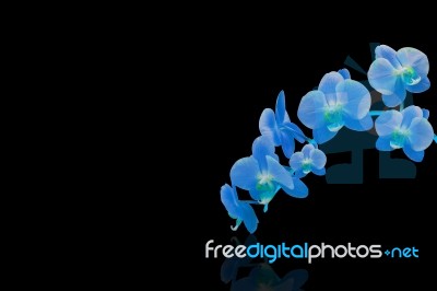 Orchid Isolated On Black Background Stock Photo