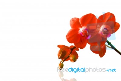 Orchid Isolated On White Background Stock Photo