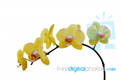 Orchid Isolated On White Background Stock Photo