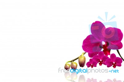 Orchid Isolated On White Background Stock Photo