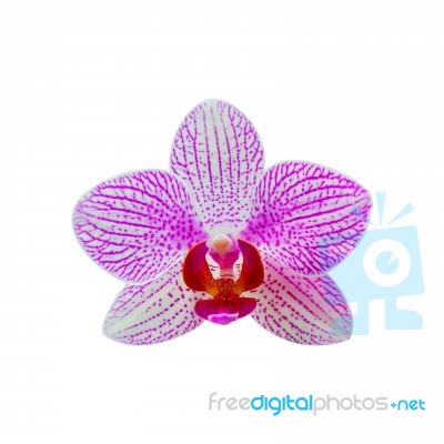 Orchid Isolated On White Background Stock Photo