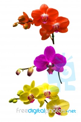 Orchid Isolated On White Background.orchid Set Stock Photo