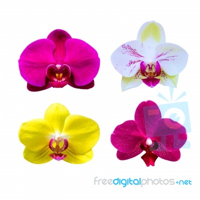 Orchid Isolated On White Background.orchid Set Stock Photo