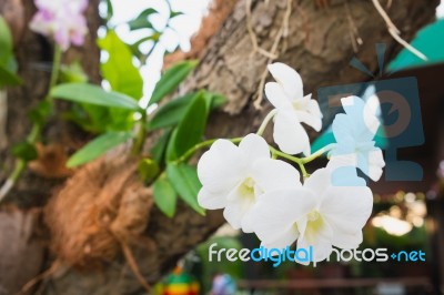 Orchid On Tree. Symbol Of Elegance Stock Photo