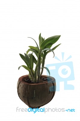 Orchid Plant Stock Photo