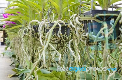 Orchid Roots In Farm Stock Photo