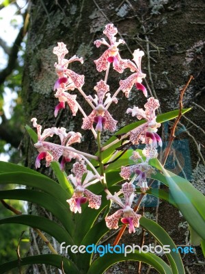 Orchids At Dusk Stock Photo