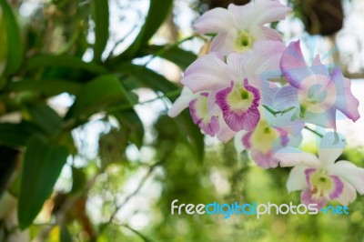 Orchids On Tree, Orchids Are Symbol Of Innocence, Beauty And Ele… Stock Photo