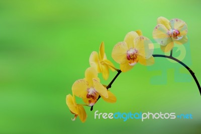 Orchid,spa Background Stock Photo