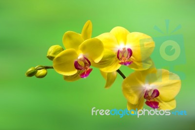 Orchid,spa Background Stock Photo