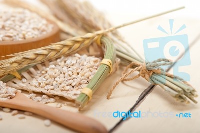 Organic Barley Grains Stock Photo