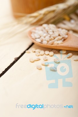 Organic Barley Grains Stock Photo