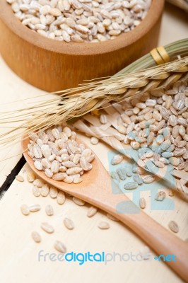 Organic Barley Grains Stock Photo