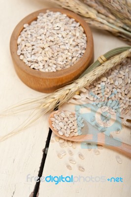 Organic Barley Grains Stock Photo