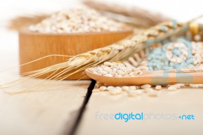 Organic Barley Grains Stock Photo