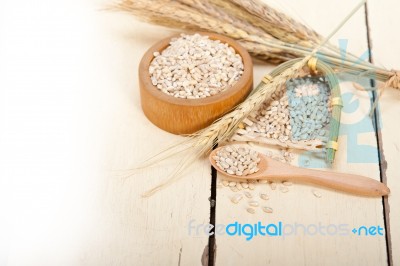 Organic Barley Grains Stock Photo