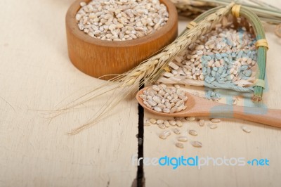 Organic Barley Grains Stock Photo