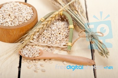 Organic Barley Grains Stock Photo