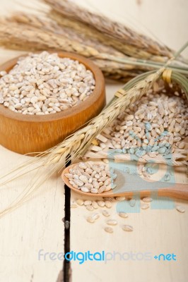 Organic Barley Grains Stock Photo