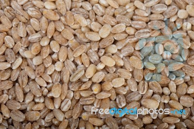 Organic Barley Grains Stock Photo