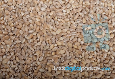 Organic Barley Grains Stock Photo