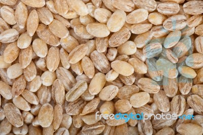 Organic Barley Grains Stock Photo