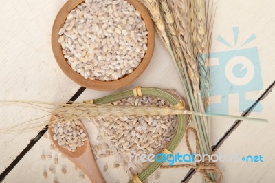 Organic Barley Grains Stock Photo