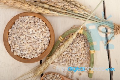 Organic Barley Grains Stock Photo