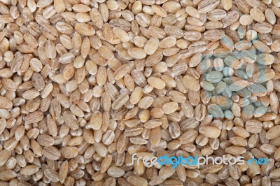 Organic Barley Grains Stock Photo