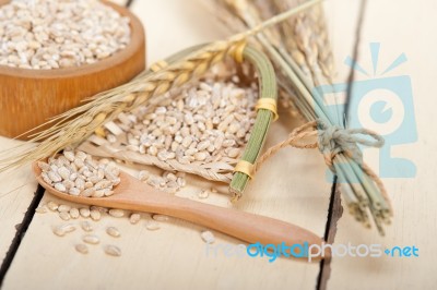 Organic Barley Grains Stock Photo