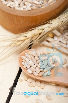 Organic Barley Grains Stock Photo