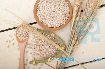 Organic Barley Grains Stock Photo