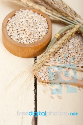 Organic Barley Grains Stock Photo