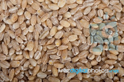 Organic Barley Grains Stock Photo