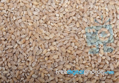 Organic Barley Grains Stock Photo