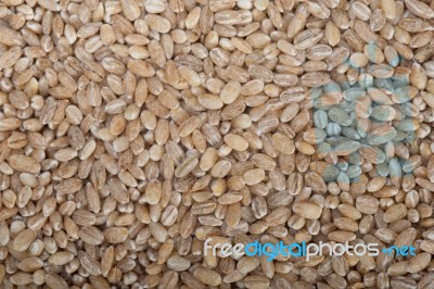 Organic Barley Grains Stock Photo