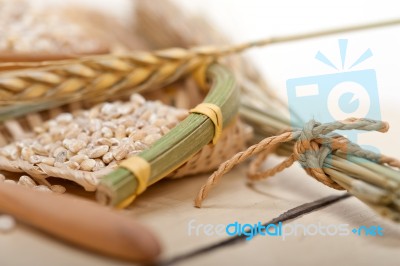 Organic Barley Grains Stock Photo