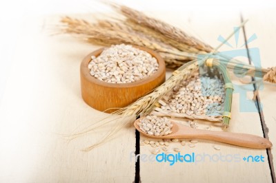 Organic Barley Grains Stock Photo