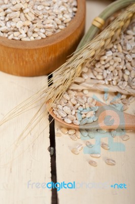 Organic Barley Grains Stock Photo