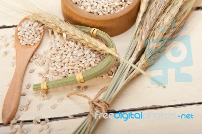 Organic Barley Grains Stock Photo