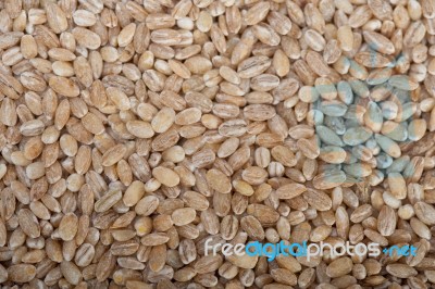 Organic Barley Grains Stock Photo