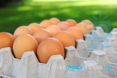 Organic Eggs In Carton Stock Photo