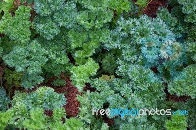 Organic Fresh Parsley In The Garden Stock Photo