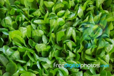 Organic Green Fields Grow Vegetables Stock Photo